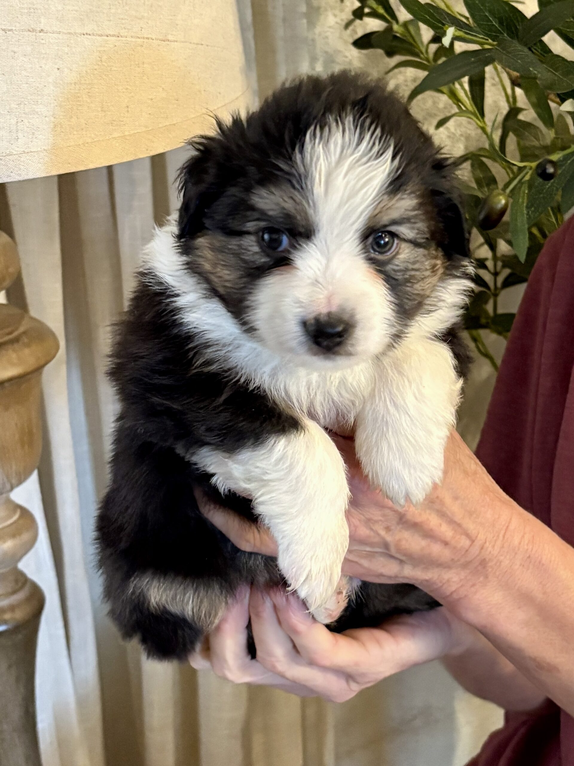 Black - Tri Mini Aussie - female