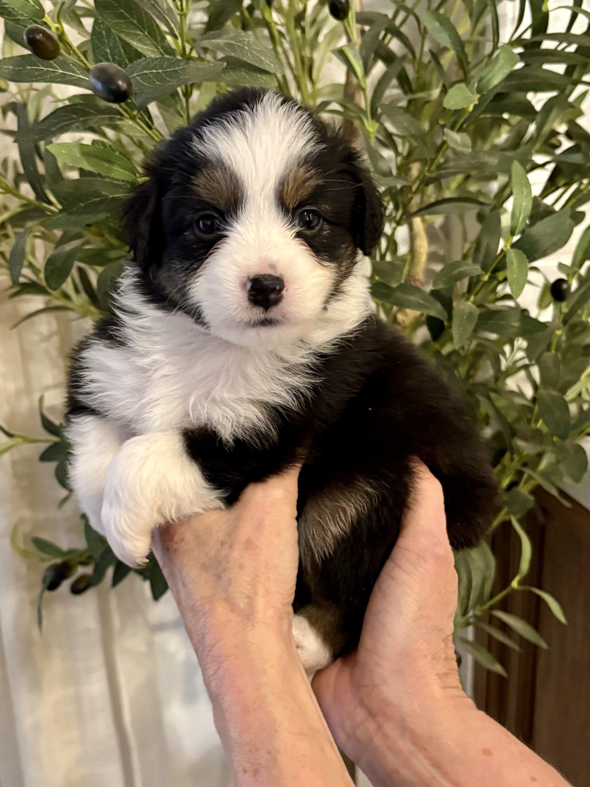 Black-Tri Mini Aussie Female