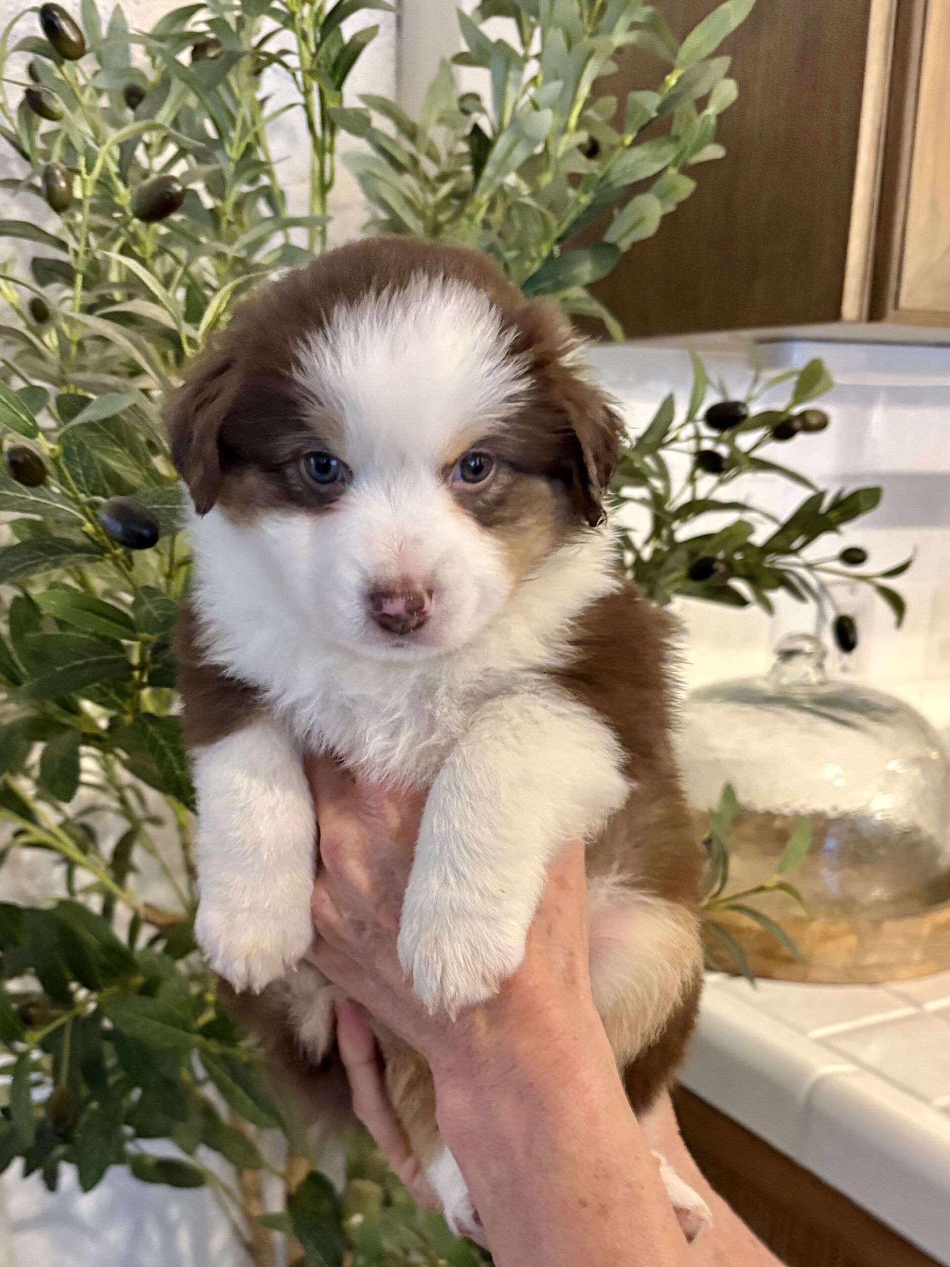 Red-Tri Mini Aussie Female