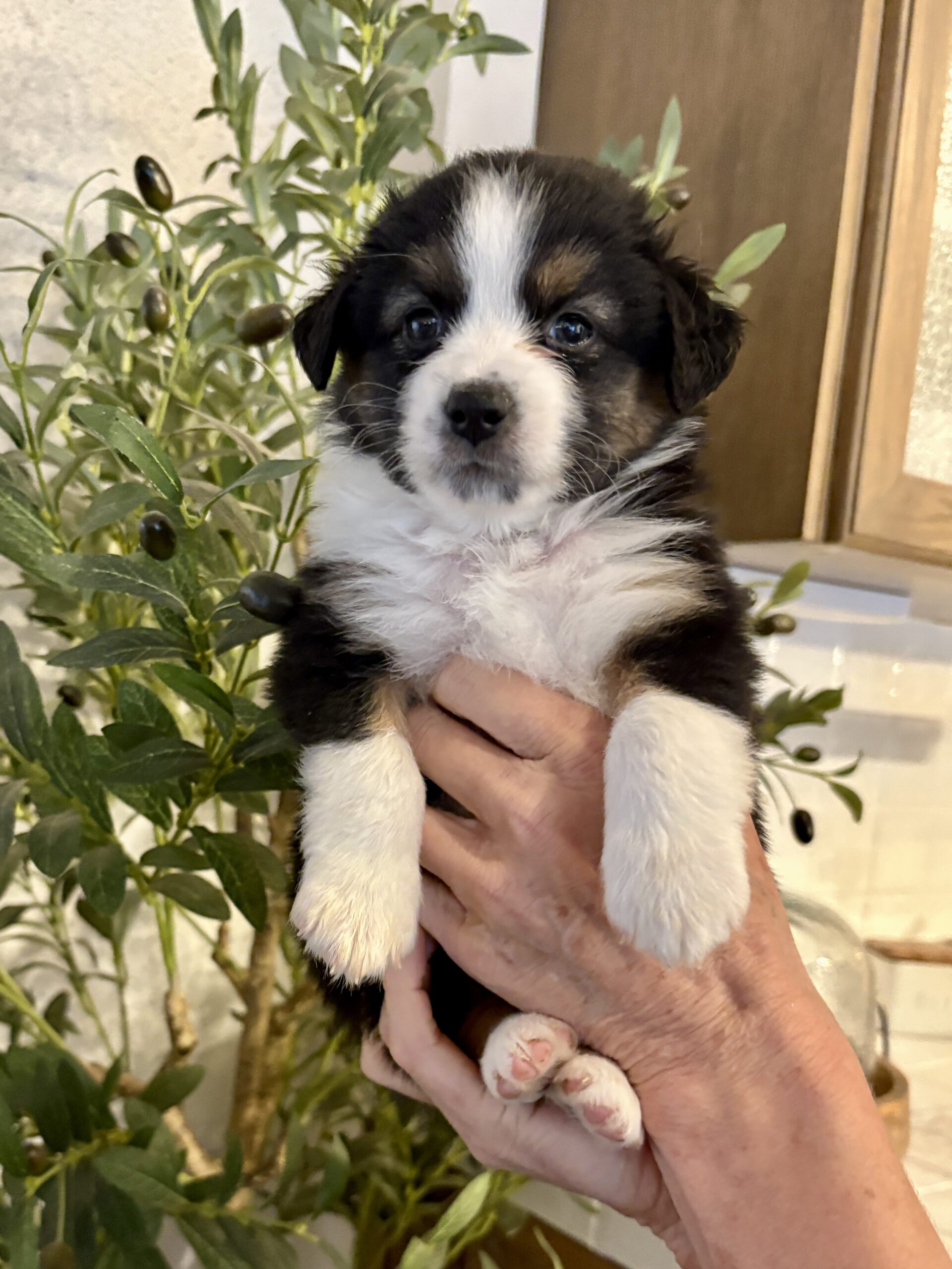 Black-Tri Mini Aussie Female