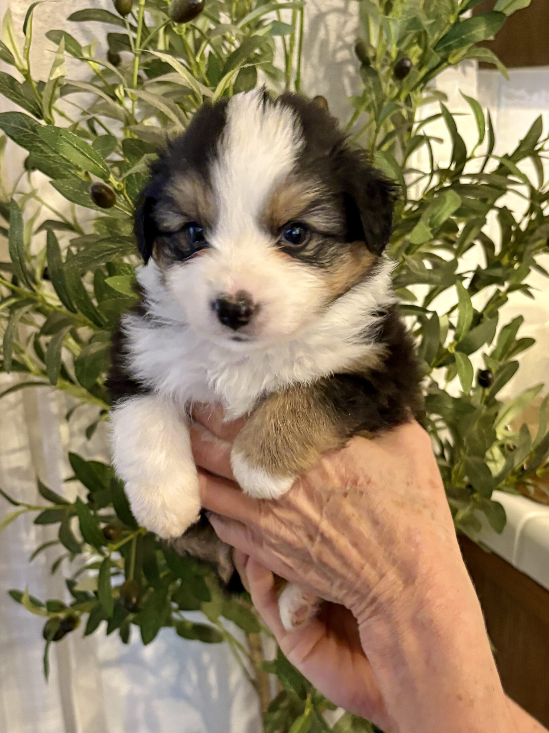 Black-Tri Mini Aussie Female