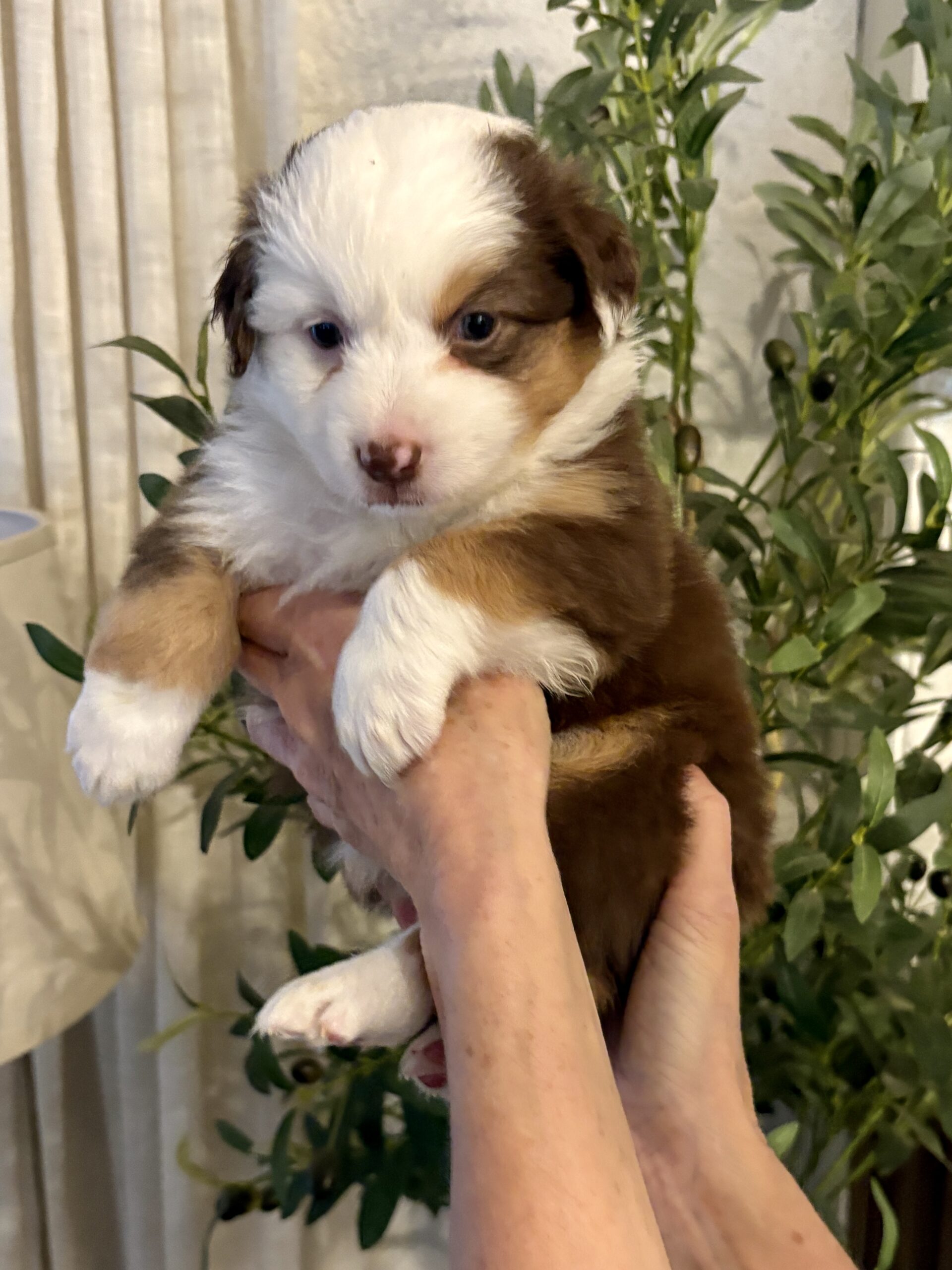 Red-Tri Mini Aussie Female