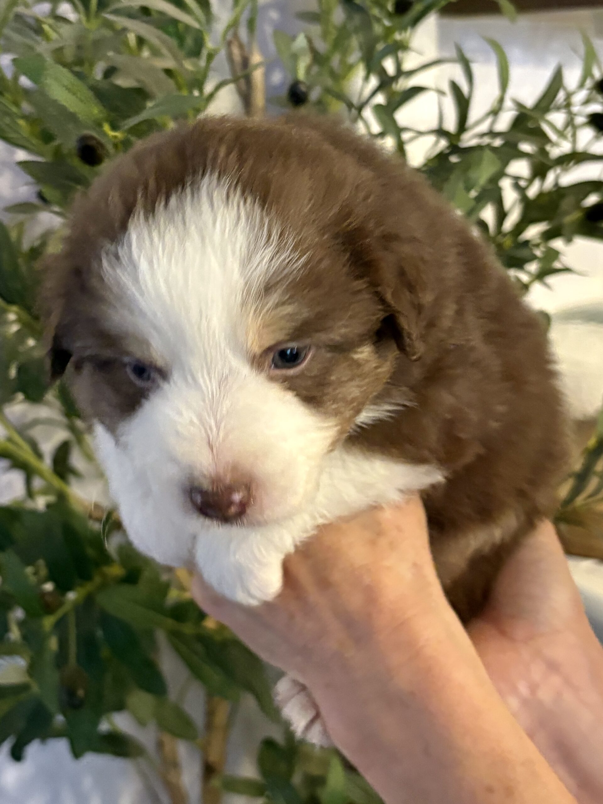 Red-Tri Mini Aussie Male