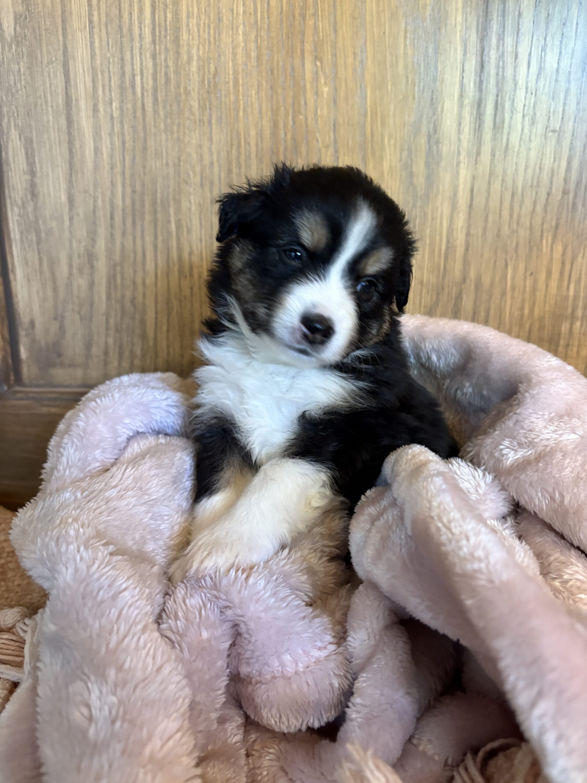 Black-Tri Mini Aussie Female